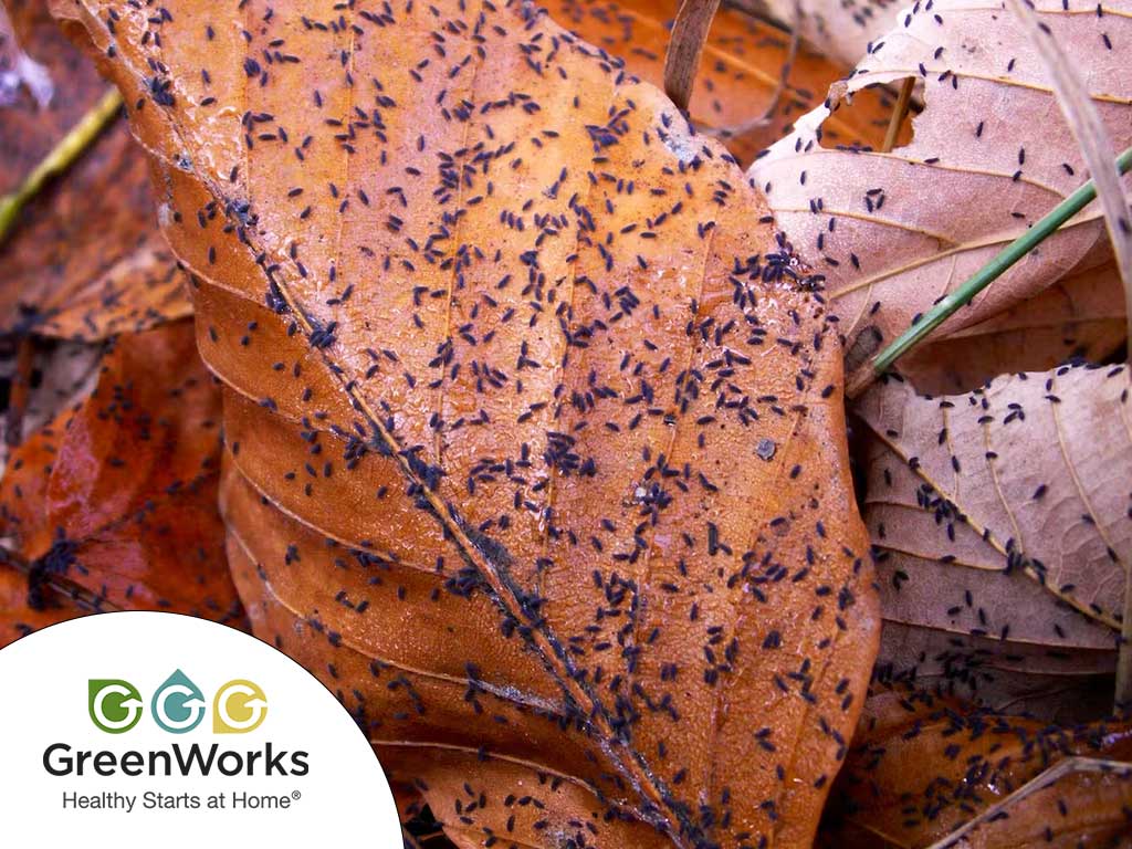 How to Get Rid of Springtails in Your Home