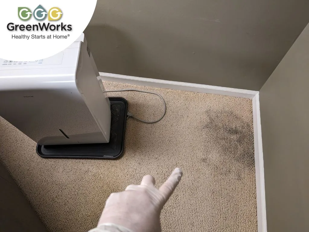Technician pointing to mold growth on carpet near a dehumidifier inside a home.