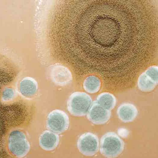 Macro mold colonies growing on an agar plates Macro Mold Colonies Growing on an Agar Plate