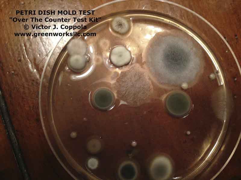 Petri dish mold test