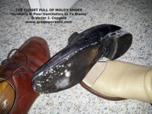 Mold shoes - gwe