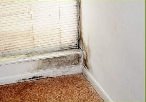 Mold removal services nj