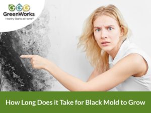 How long does it take for black mold to grow