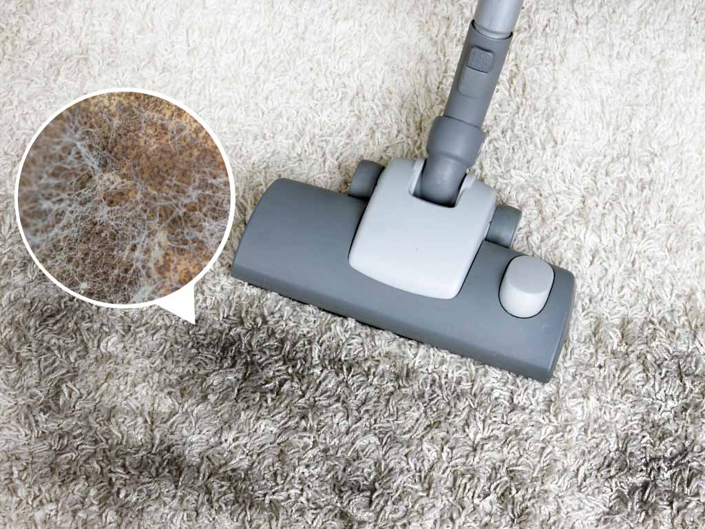 Carpeting vacuums and mycotoxins