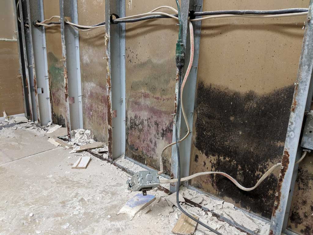 Toxic black mold inside walls