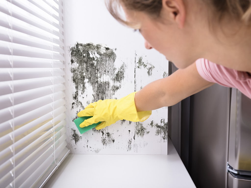 Mold management recommendations