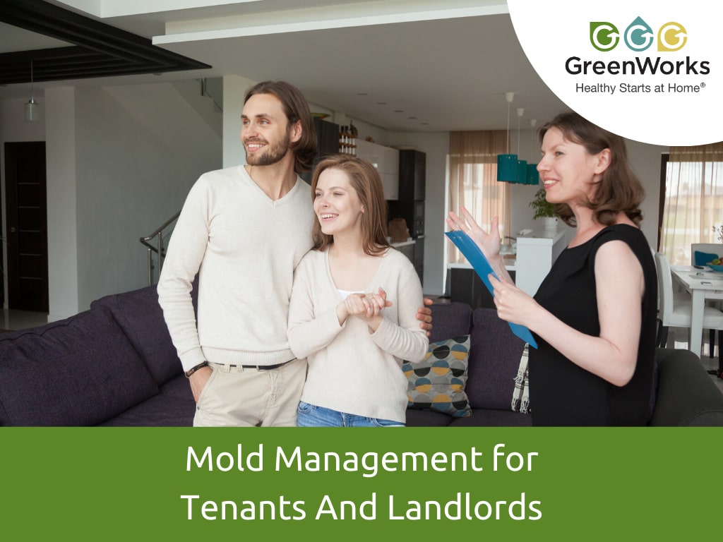Mold management tips for tenants and landlords