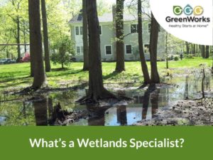 Whats a wetlands specialist