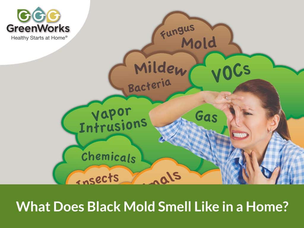 What does black mold smell like