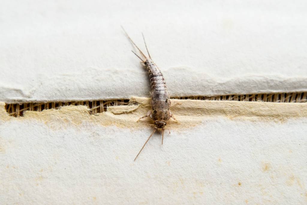 Your house is riddled with silverfish