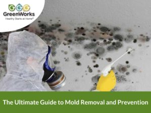 Black mold removal guide