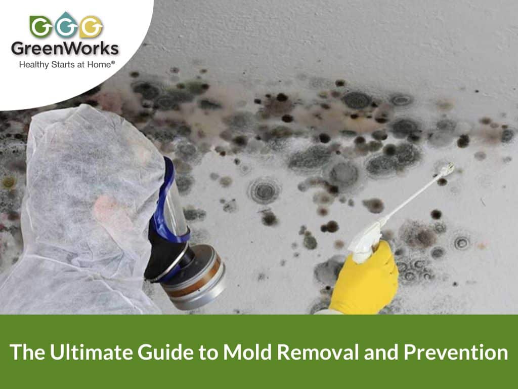 Mold Removal Ct Services