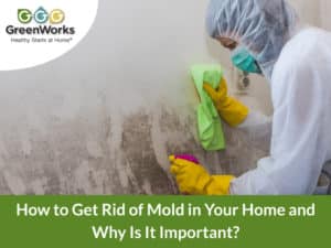 How to get rid of mold in your home