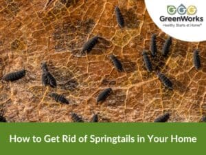How to get rid of springtails