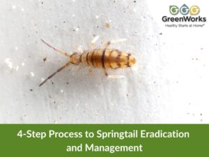 4-step process to springtail eradication and management