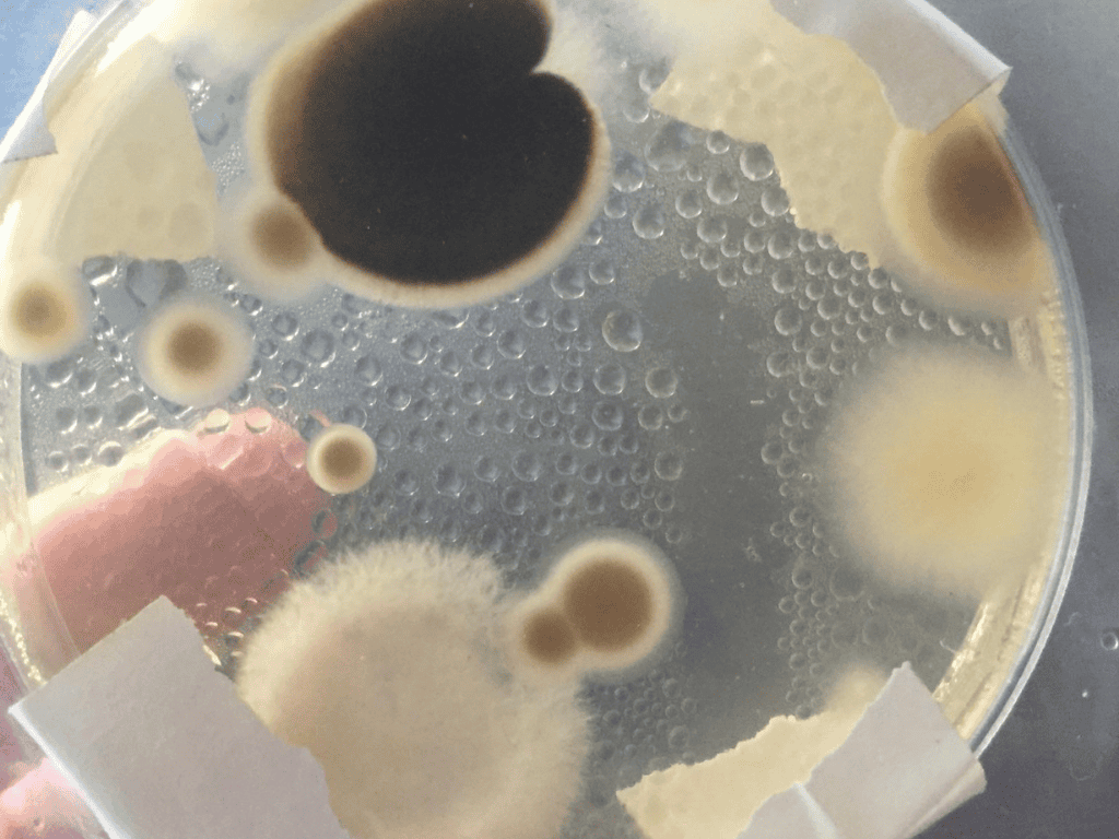 Mold-growth-petri-dish-laboratory-sample