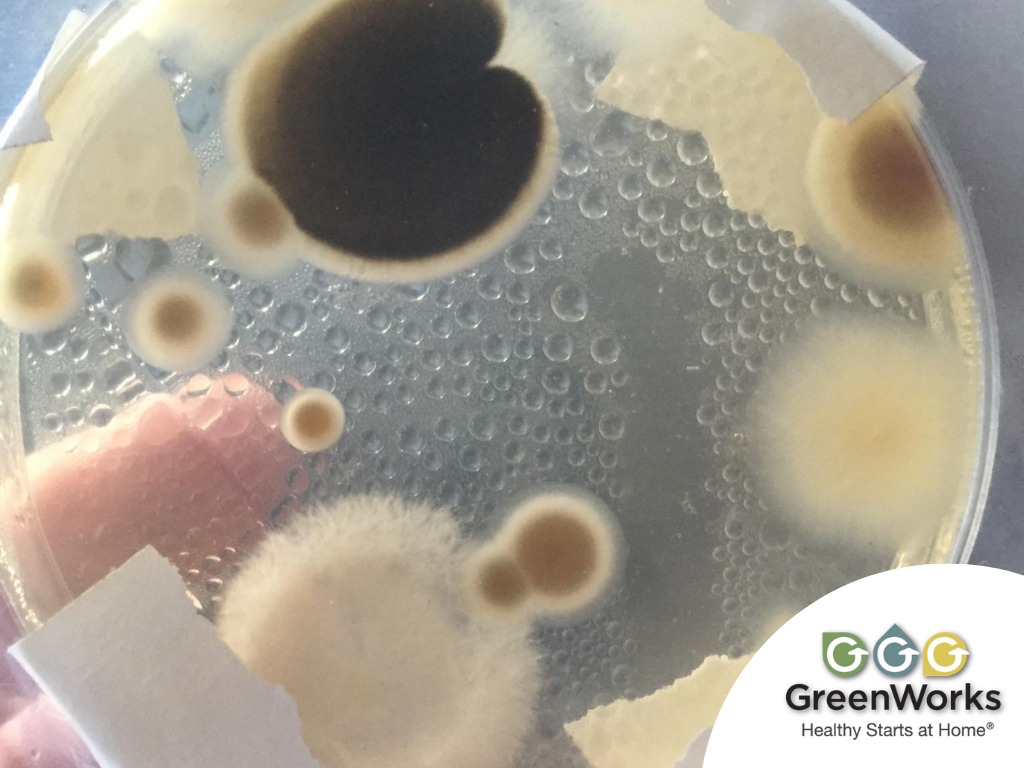 Petri dish with various mold colonies: large black and white fuzzy circles, smaller beige circles, and droplets on the lid create a textured appearance.