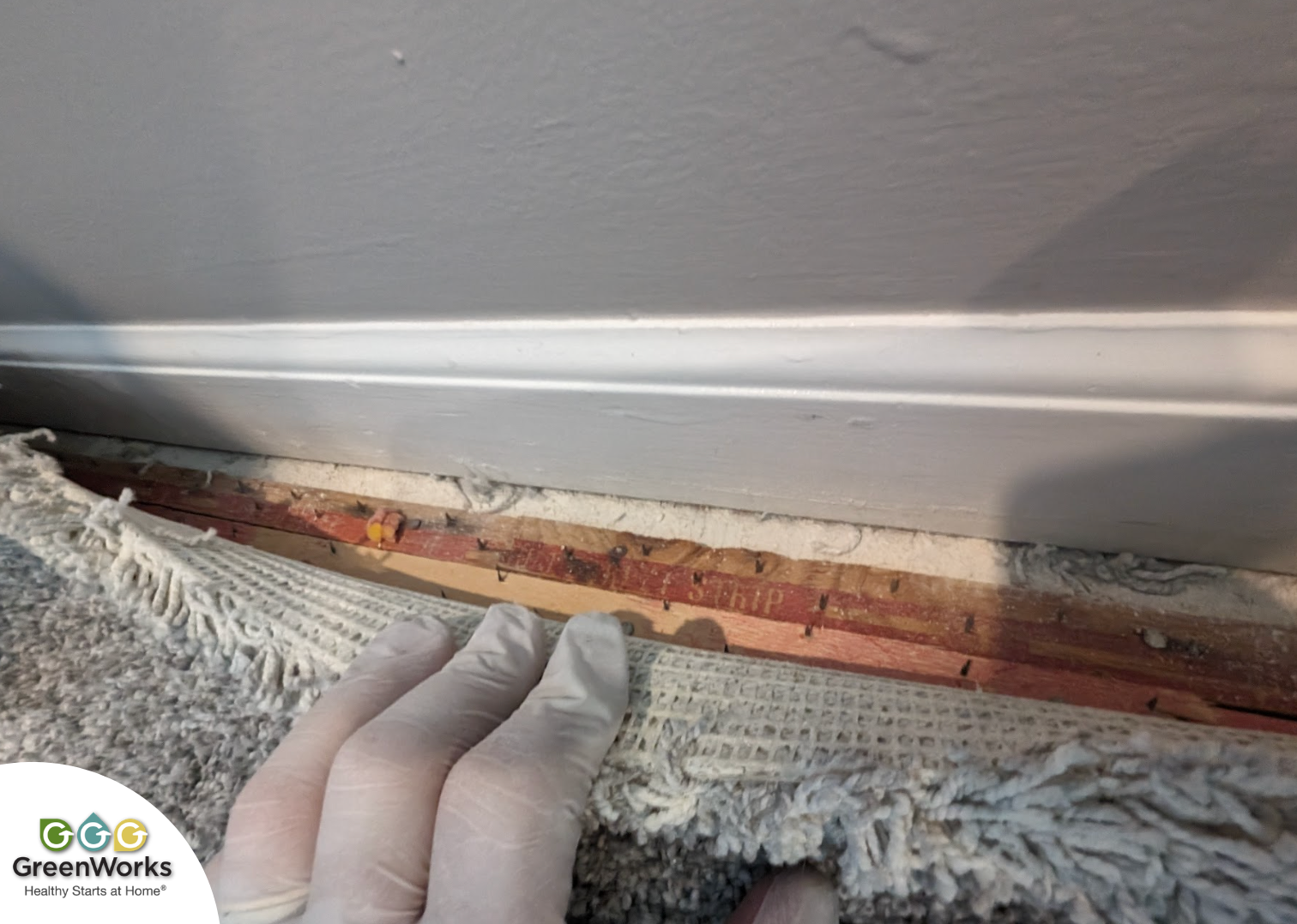 An individual is in the process of taking up a carpet from the floor, revealing the surface underneath. Photo by victor j. Coppola with greenworks environmental, llc