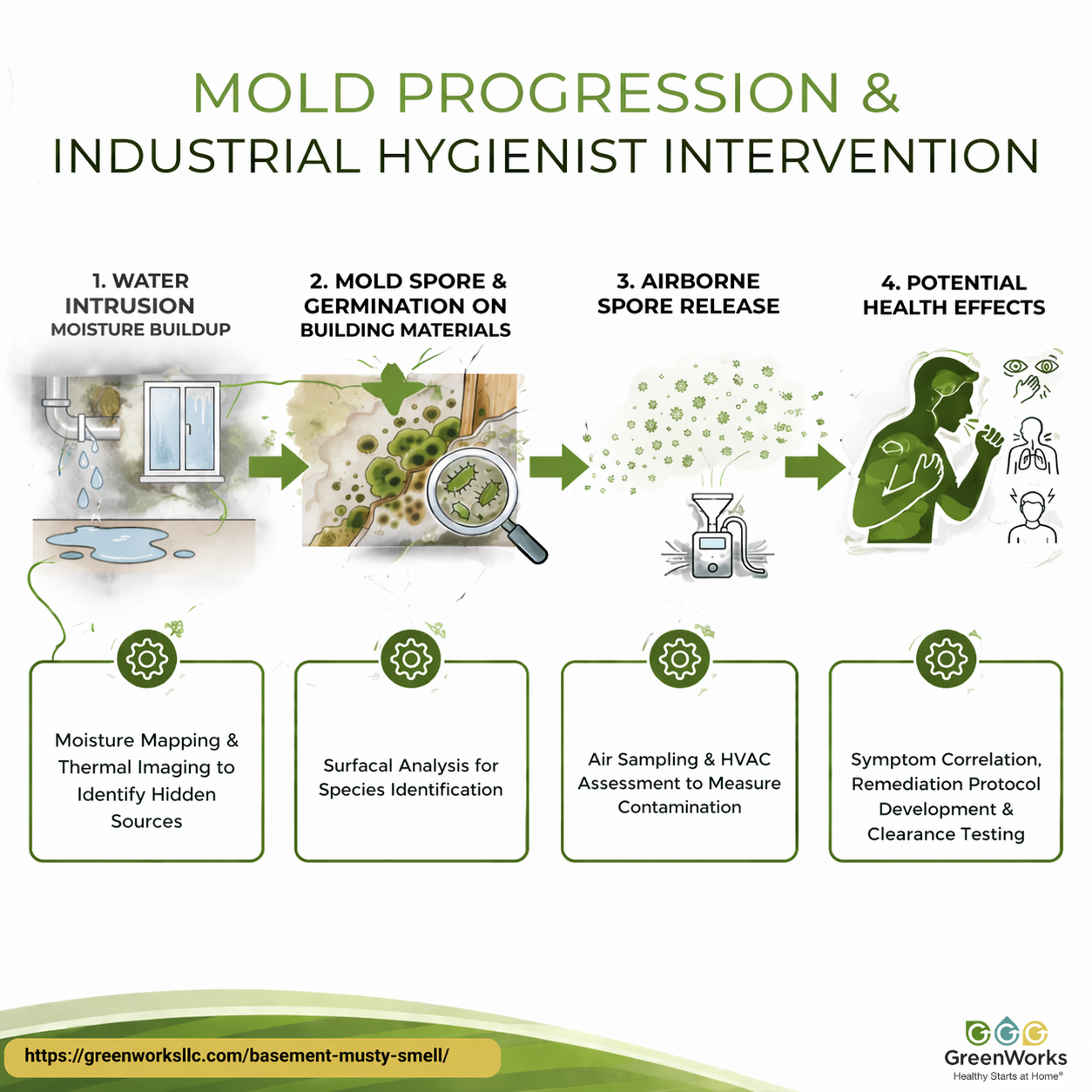 Informative poster on mold development and the intervention methods used by industrial hygienists.