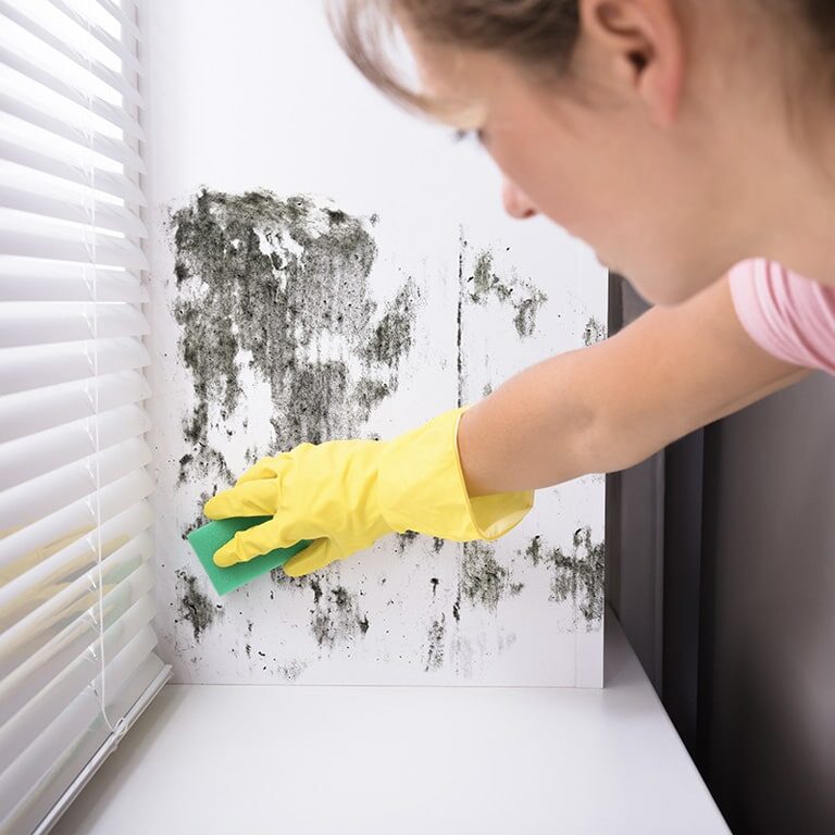 Mold management recommendations