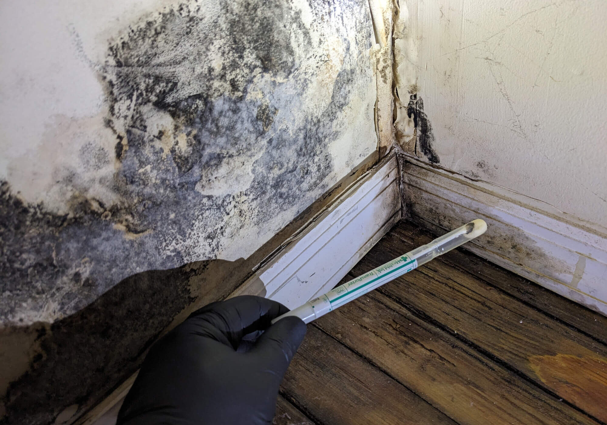 A gloved hand holds a swab used to collect a mold sample from a heavily damaged corner.